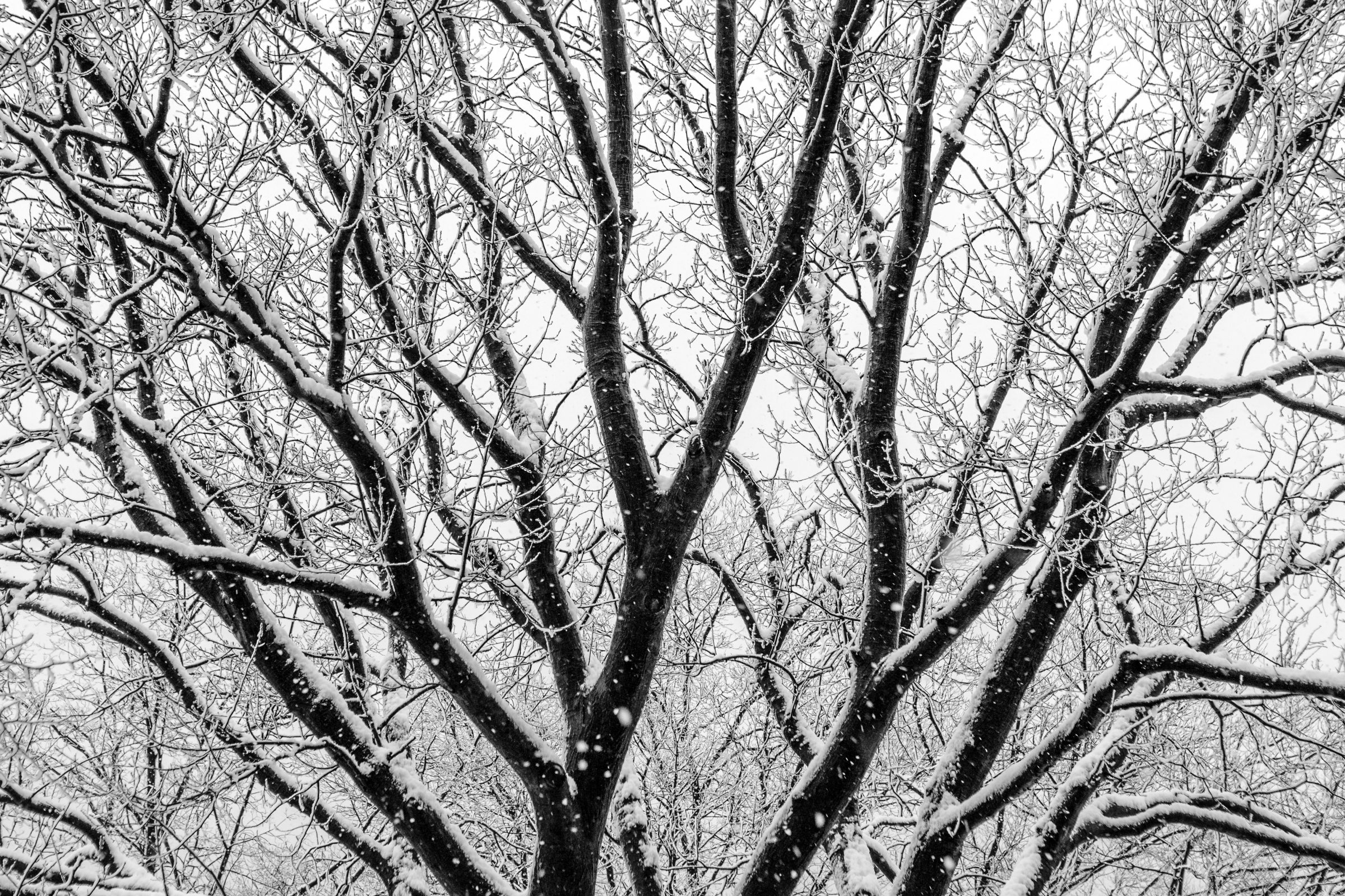 ƒ3.14 Winter Trees